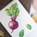 Illustration Rote Rübe
