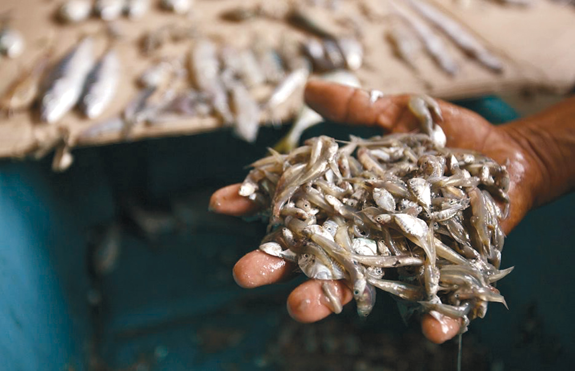 Fishing methods. Hundreds of slippery Fish are all over the ground..