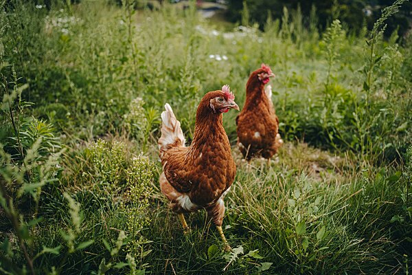 Gurkerlat Setzt In Sachen Tierwohl Auf Transparenz Mnews Medianetat 8060