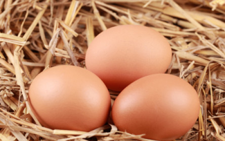 Bayern-Ei darf wieder Eier verkaufen