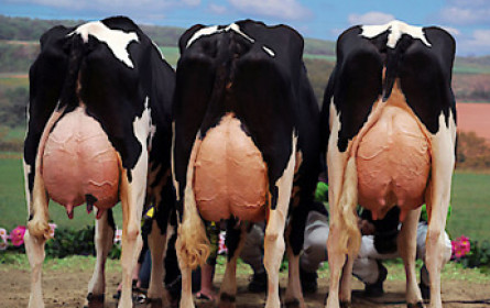 Milchgipfel: Molkereien wollen nur europaweite Mengenbegrenzung 