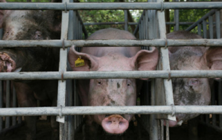 Afrikanische Schweinepest in Tschechien von Schweinen wird eingeschränkt