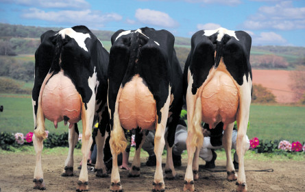 Milchmarkt: Keiner spricht vom Wendepunkt 