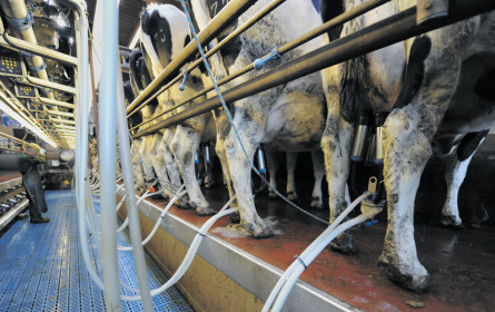 Milchbauern vs. AMA vor Gericht