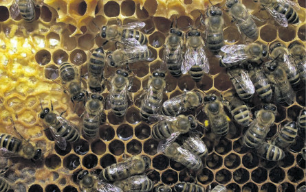 Robotik – wie die Bienchen 