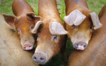 Edles Duroc Schwein aus der Steiermark