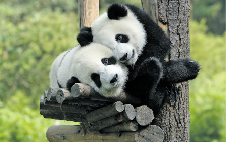 Pandabär in Lederhosen