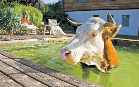 Wo Kühe im Pool baden & Gartenzwerge revoltieren 