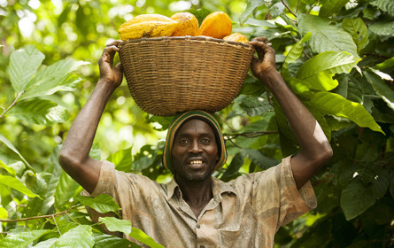 Fairtrade erhöht den Mindestpreis für Fairtrade-Kakao