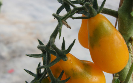 City-Farm verschenkt bellaflora Dattelwein-Tomaten