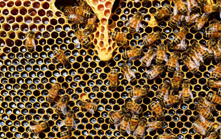 Weltbienentag: Warum der Honiglieferant so einmalig ist