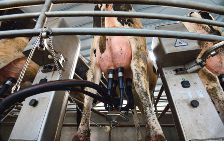 Milchbauern wollen mehr Kennzeichnung und bessere Preise