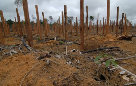WWF warnt: Mercosur-Abkommen würde Klimakrise und Naturzerstörung weiter befeuern