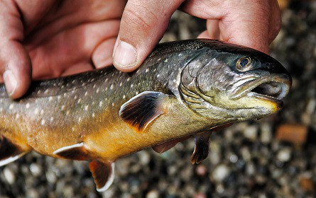 Heimischer Bio-Fisch hat kleinsten Klima-"Flossenabdruck"