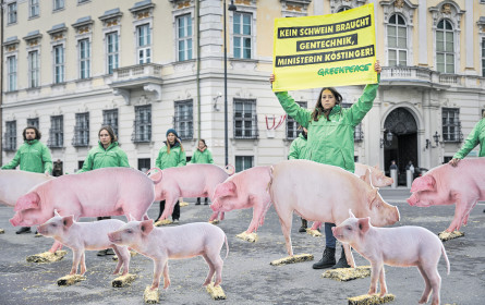 NGO versus AMA: Kind of a Pig-Deal