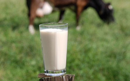 Kostensteigerungen bei Vorleistungen und internationale Entwicklungen treiben Milchpreise