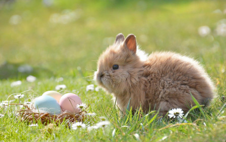 WWF-Empfehlungen für ein nachhaltiges Osterfest