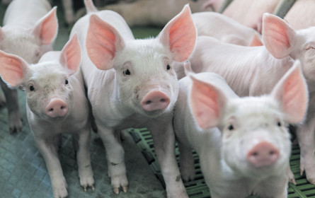 Coronakrise bringt Schweine-Erzeugerpreis wieder zum schmelzen