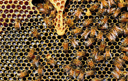Gemeinsam gegen das Bienensterben 