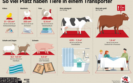 Österreich importierte und exportierte 2019 jeweils über 20 Millionen lebende Nutztiere