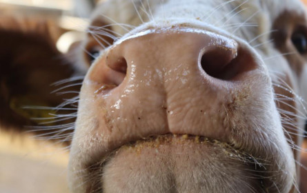 Rinder werden durch Zitronengras klimafreundlicher