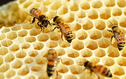 Aktion gegen falsche Lebensmittel: Gepanschter Honig in Wien entdeckt