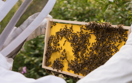 Metro zum „Tag der Honigbiene“ am 21. August: Der heimischen Natur Gutes tun 