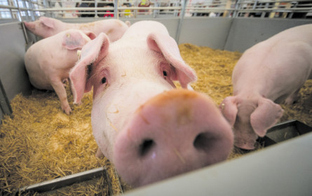 Schweinemäster stehen unter Preisdruck