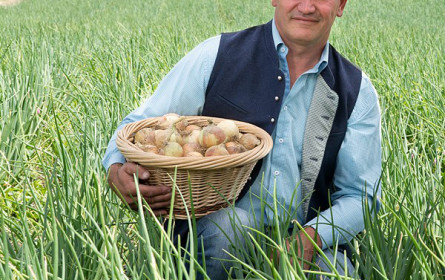 Tiroler Zwiebeln aus Hall haben jetzt Hochsaison