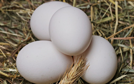Alarmstimmung bei den österreichischen Eierproduzenten