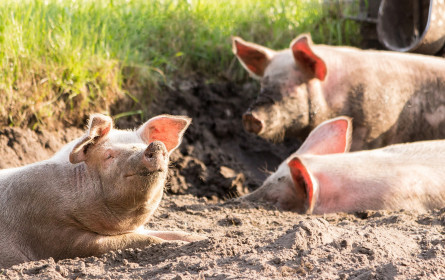 Rind- & Schweinefleisch verzeichnet Preiserhöhungen von bis zu 25% in der Beschaffung