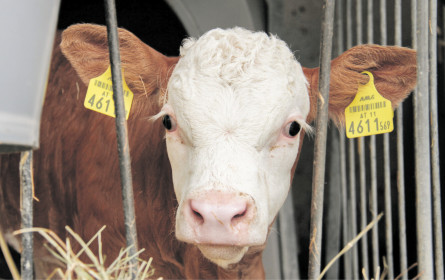 Qualitätsoffensive für Kalbfleisch