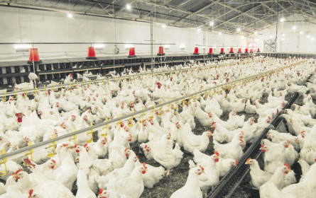 Im Marktcheck: Hühner und Puten