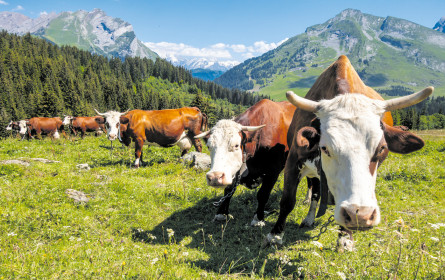 Milch nachhaltig denken, das geht in Österreich gut