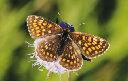 Naturschutzbund und Fressnapf Österreich schützen Schmetterlingswiesen