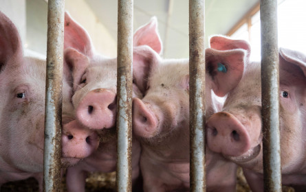 Gütezeichen-Check: Das "arme Schwein" bleibt in Österreich Realität