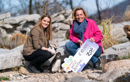 Spar unterstützt Pinguin-Anlage des Zoo Salzburg