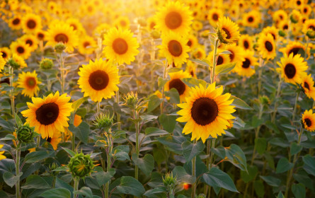 Prognose: Weltweite Anbaufläche für Sonnenblumen schrumpft
