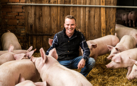 Billa fordert rasche Systemänderung bei Schweinehaltung