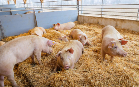Spar ist der größte Abnehmer von heimischem Schweine- und Rindfleisch