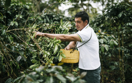 Neue Studie belegt: echter Mehrwert für Fairtrade-Bauernfamilien