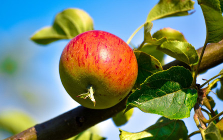 Greenpeace-Marktcheck: Rund 90 Prozent der konventionellen Apfelsäfte mit Pestiziden belastet