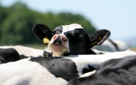 Mehr Bewegungsfreiheit für Rinder im AMA-Gütesiegel per 2024