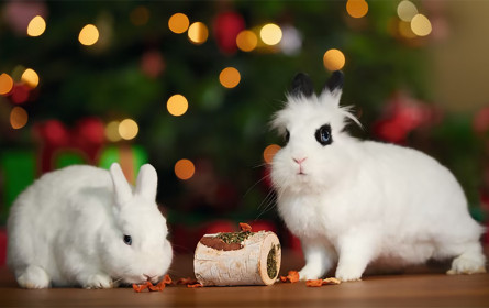 Tiere sind kein Weihnachtsgeschenk und benötigen zu Silvester Ruhe