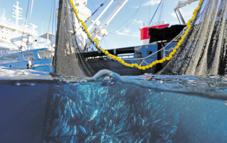 Fischbeschaffung im nachhaltigen Wandel