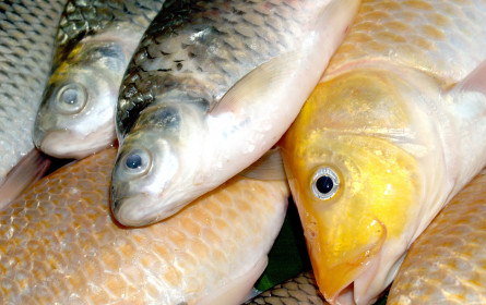 Heimische Fischressourcen 2023 schon verbraucht