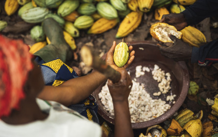 Kakaopreis klettert auf Rekordniveau