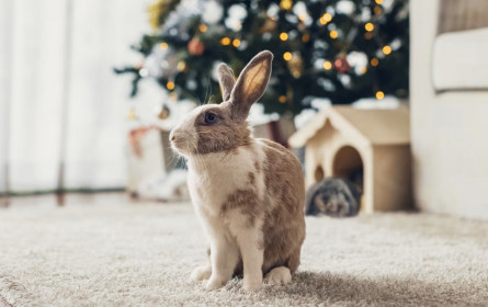 Fressnapf Österreich: Tiere sind kein Weihnachtsgeschenk