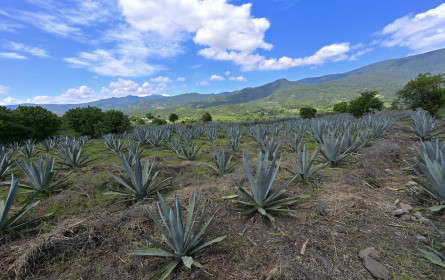 Mexikos Tequila-Exporte schrumpften 2023 um vier Prozent