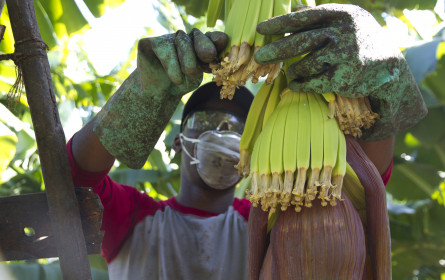 World Banana Day: Marktanteil von Fairtrade in Österreich steigt